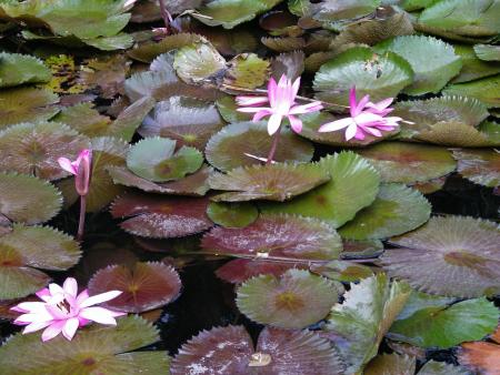 Fleurs??